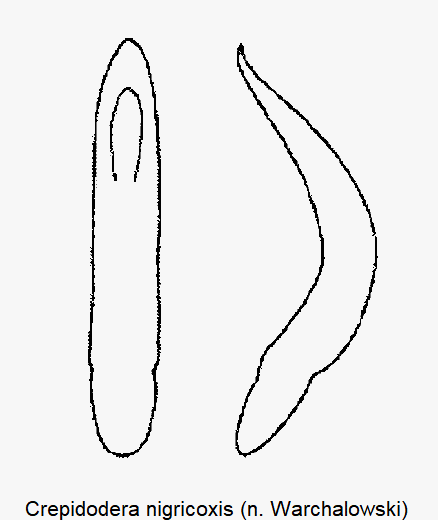 crepidodera_nigricoxis-1.gif