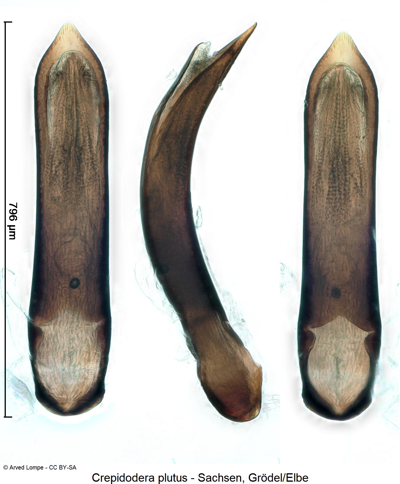 crepidodera_plutus_ck6078977.jpg