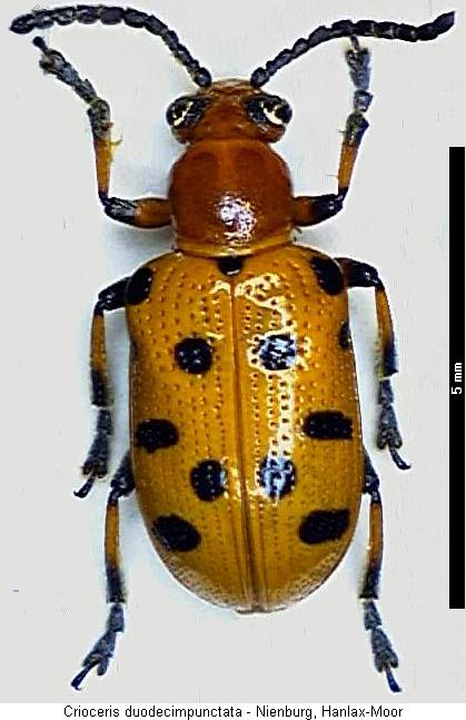 crioceris_duodecimpunctata_hab.jpg