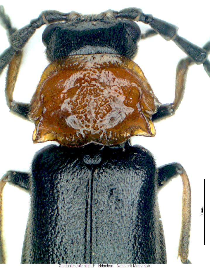 crudosilis_ruficollis_vk.jpg