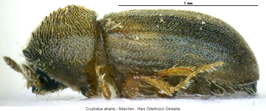 cryphalus_abietis_sa.jpg