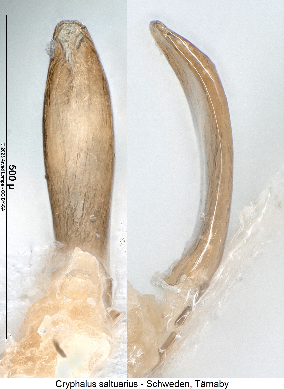 cryphalus_saltuarius.jpg