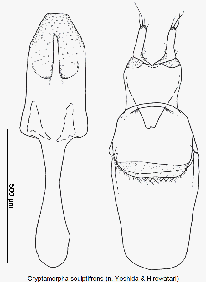 cryptamorpha_sculptifrons.gif