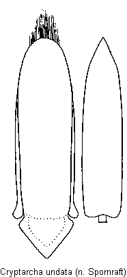 cryptarcha_undata.gif