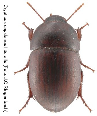 crypticus_capsianus_littoralis.jpg