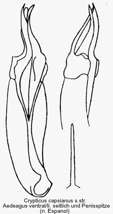 crypticus_capsianus_sstr_aed.gif