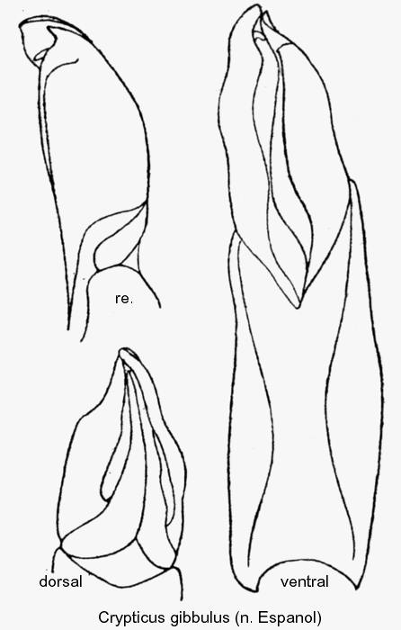 crypticus_gibbulus_aed.gif