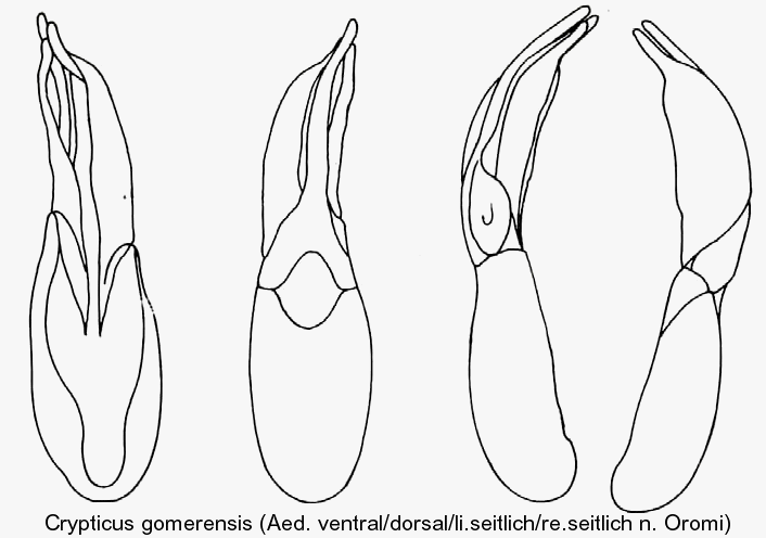 crypticus_gomerensis_aed.gif