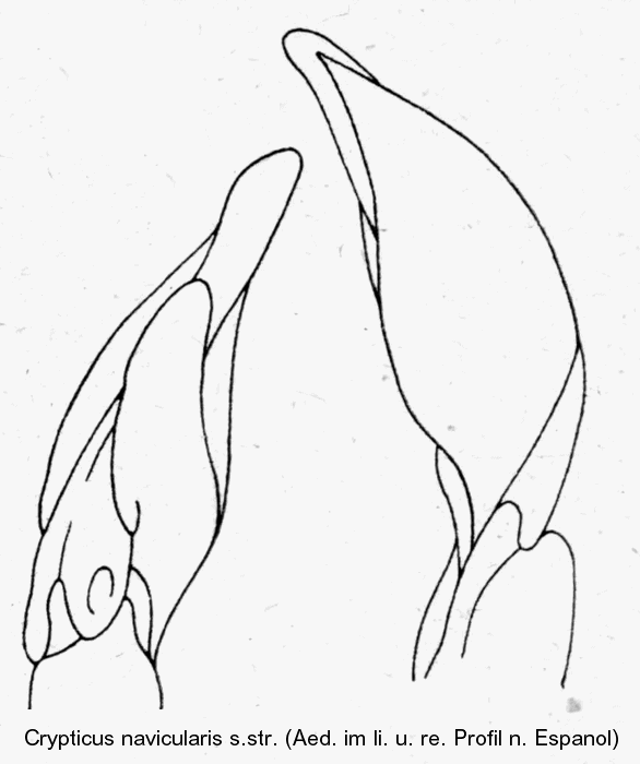 crypticus_navikularis_sstr_aed.gif