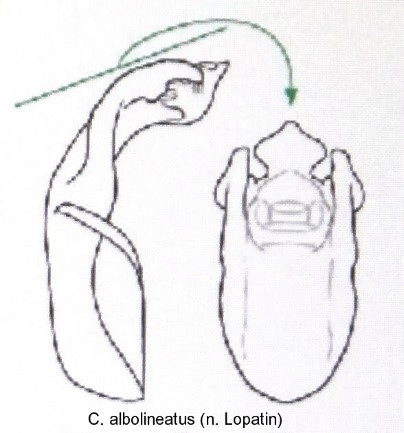 cryptocephalus_albolineatus_aed.jpg