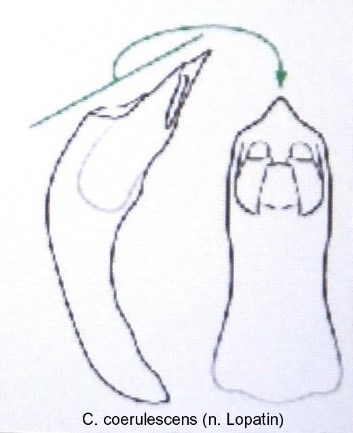 cryptocephalus_androgyne_aed.jpg