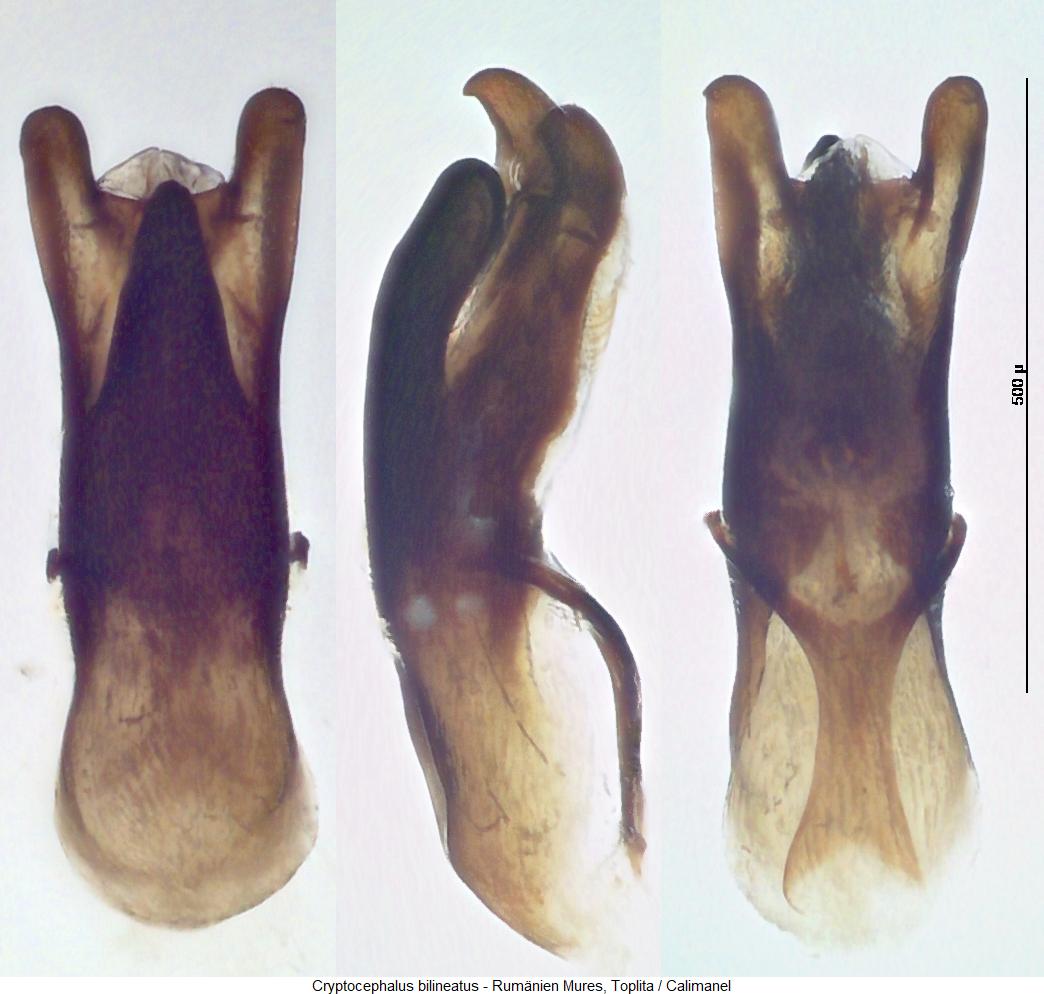 cryptocephalus_bilineatus.jpg