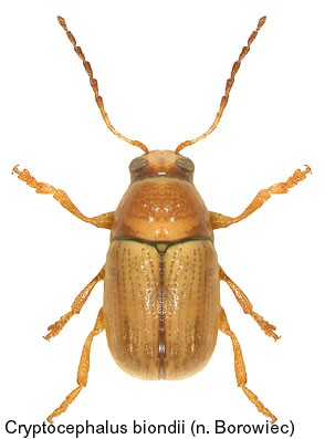 cryptocephalus_biondii.jpg