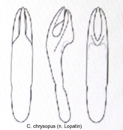 cryptocephalus_chrysopus_aed.jpg