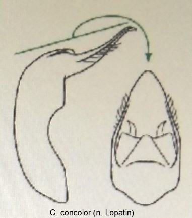 cryptocephalus_concolor_aed.jpg