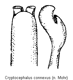 cryptocephalus_connexus.gif