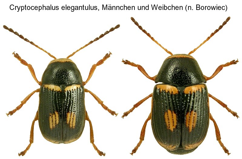 cryptocephalus_elegantulus.jpg