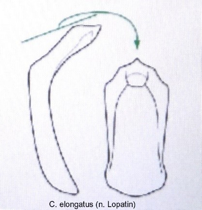 cryptocephalus_elongatus_aed.jpg