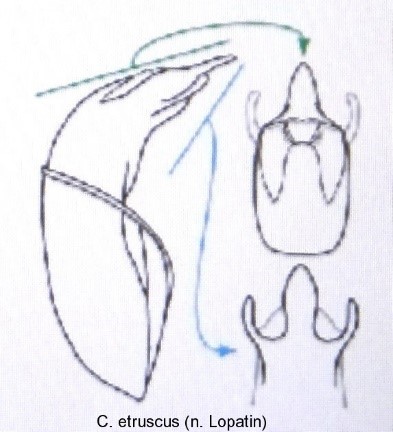 cryptocephalus_etruscus_aed.jpg