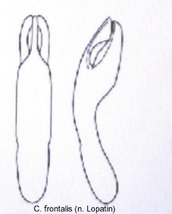 cryptocephalus_frontalis_aed.jpg