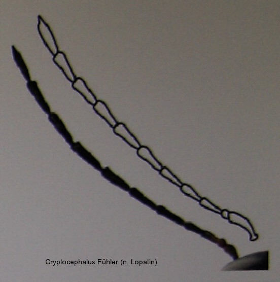 cryptocephalus_fuehler_1.jpg
