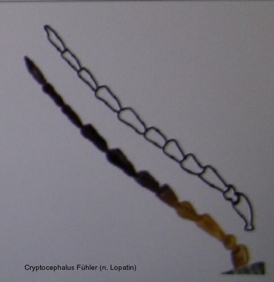 cryptocephalus_fuehler_2.jpg