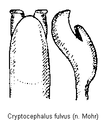 cryptocephalus_fulvus.gif