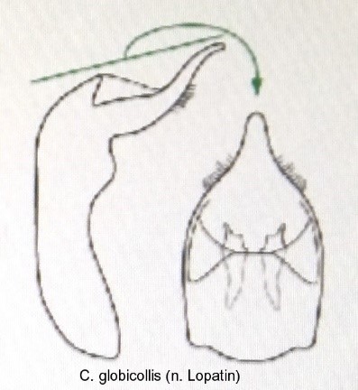 cryptocephalus_globicollis_aed.jpg