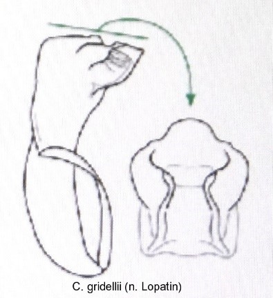 cryptocephalus_gridelli_aed.jpg