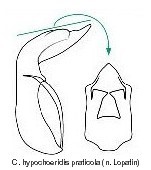 cryptocephalus_hypochoeridis_praticola_aed.jpg