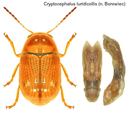 cryptocephalus_luridicollis.jpg