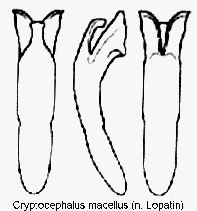 cryptocephalus_macellus_aed.jpg