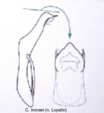 cryptocephalus_moraei_aed.jpg