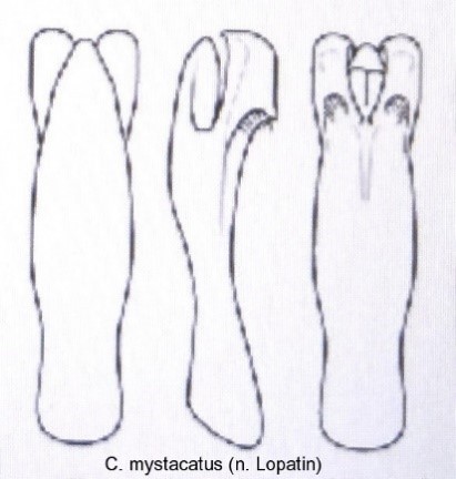 cryptocephalus_mystacatus_aed.jpg