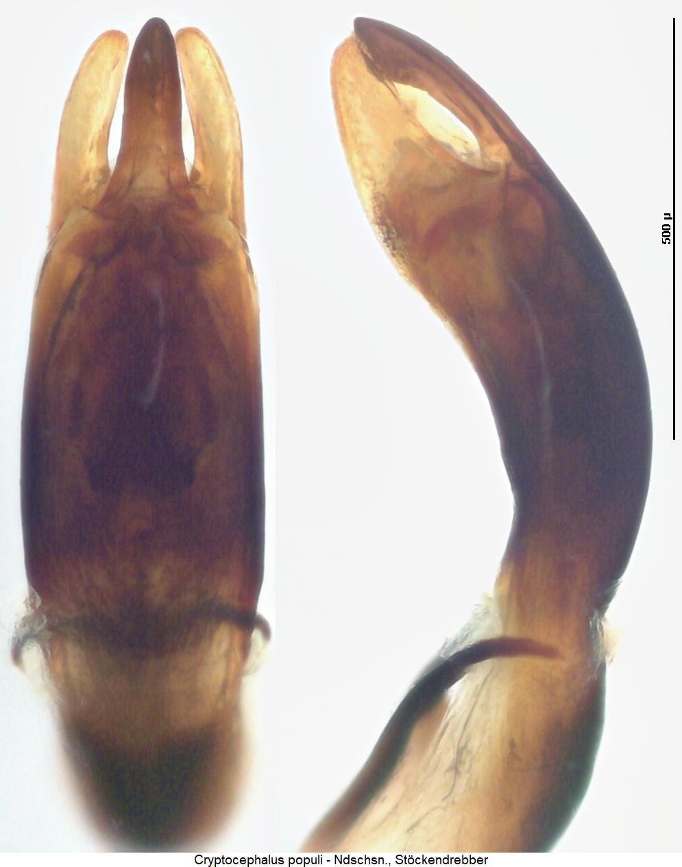 cryptocephalus_populi.jpg