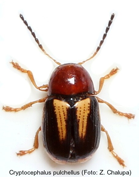 cryptocephalus_pulchellus.jpg