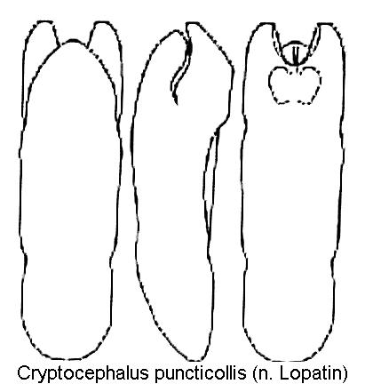 cryptocephalus_puncticollis_aed.jpg