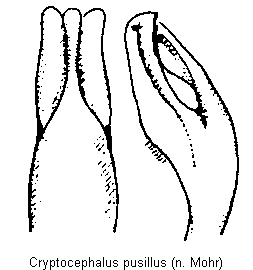 cryptocephalus_pusillus.gif
