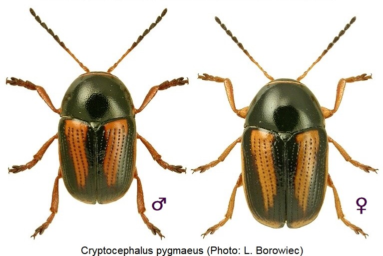 cryptocephalus_pygmaeus_hab-1.jpg