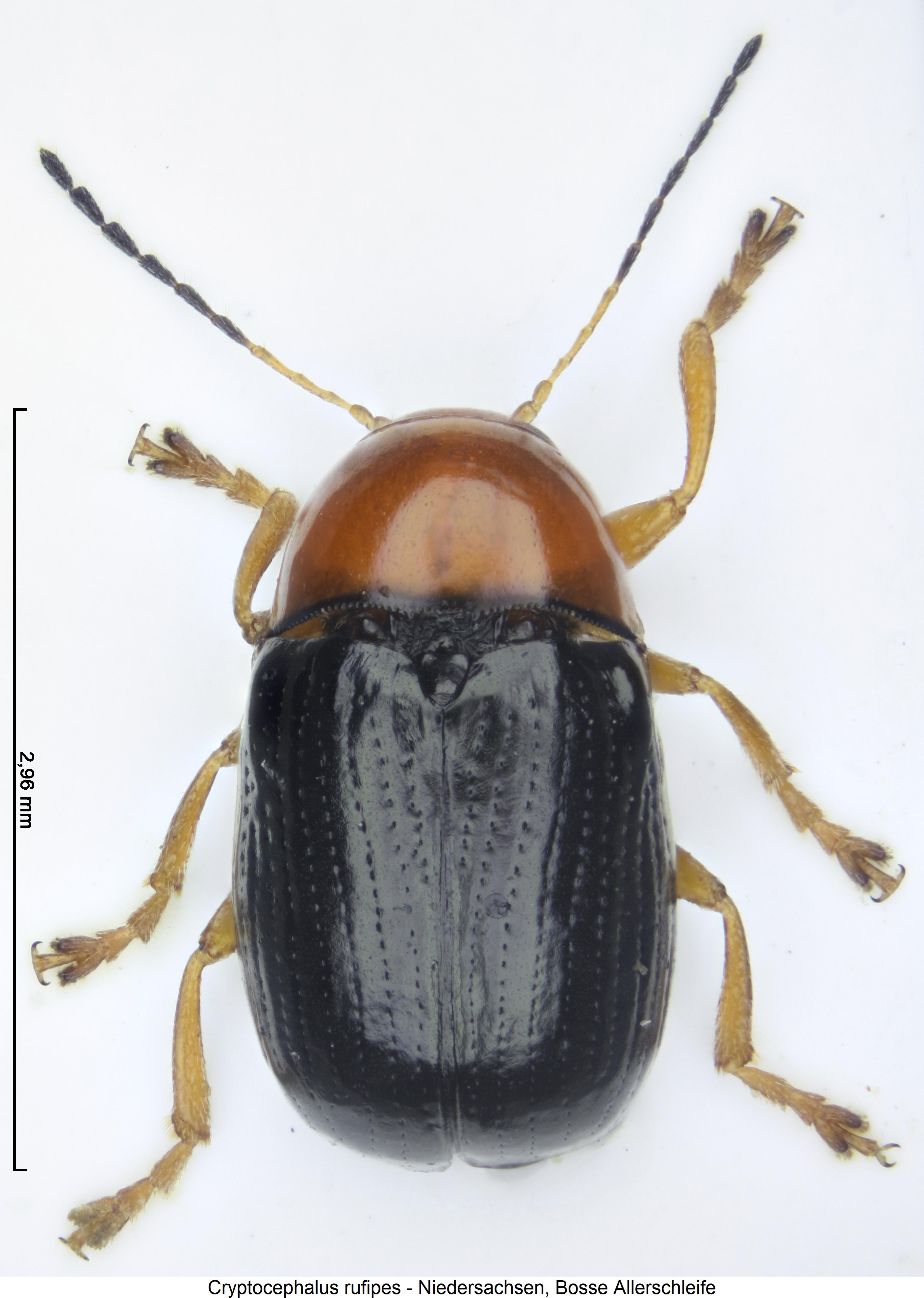 cryptocephalus_rufipes_hab.jpg