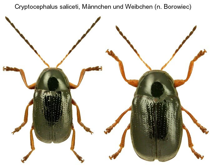 cryptocephalus_saliceti.jpg