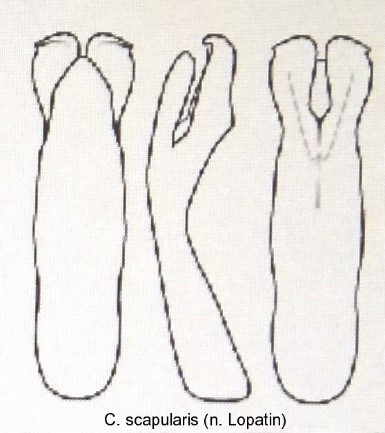 cryptocephalus_scapularis_aed.jpg