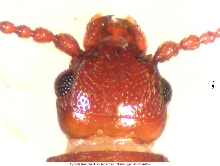 cryptolestes_pusillus_k.jpg