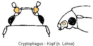 cryptophagus_k2.gif