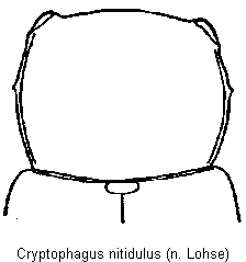 cryptophagus_nitidulus_vk.gif
