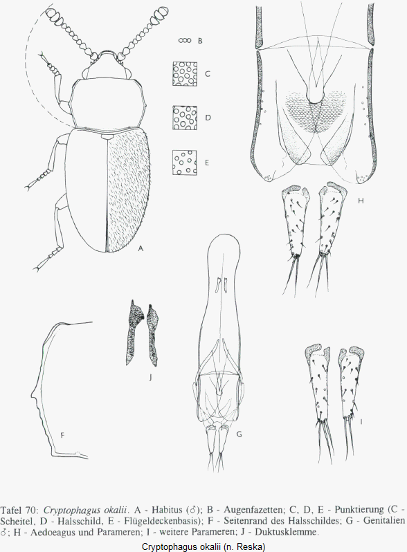cryptophagus_okalii_hab.gif