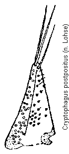 cryptophagus_postpositus_pm.gif