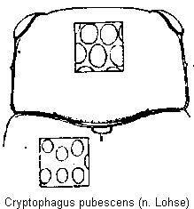 cryptophagus_pubescens_vk.gif