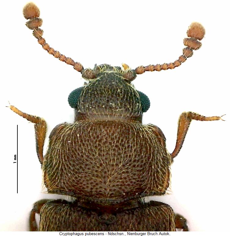cryptophagus_pubescens_vk.jpg