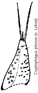 cryptophagus_punctipennis_pm.gif